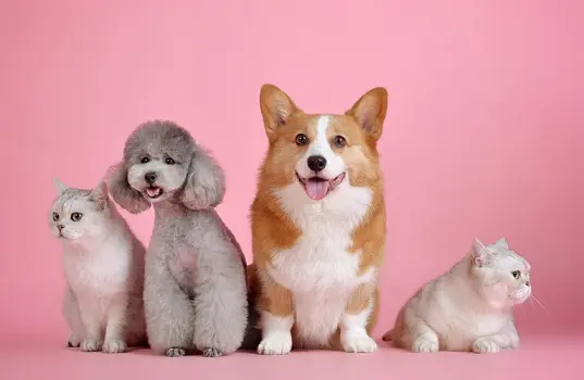 Cute pets lined up against a pink background